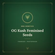 OG Kush Feminised Seeds OG Kush Feminised Seeds