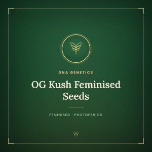 OG Kush Feminised Seeds