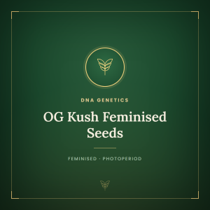 OG Kush Feminised Seeds OG Kush Feminised Seeds