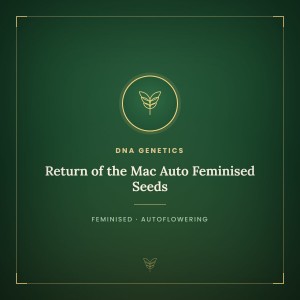 Return of the Mac Auto Feminised Seeds