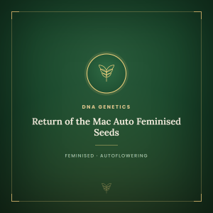 Return of the Mac Auto Feminised Seeds Return of the Mac Auto Feminised Seeds