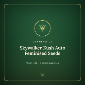 Skywalker Kush Auto Feminised Seeds Skywalker Kush Auto Feminised Seeds