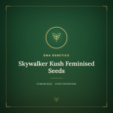 Skywalker Kush Feminised Seeds Skywalker Kush Feminised Seeds