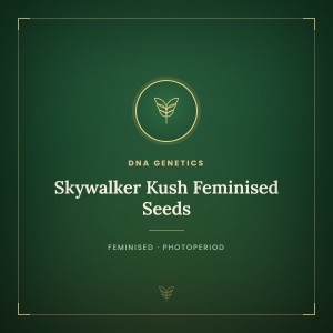 Skywalker Kush Feminised Seeds Skywalker Kush Feminised Seeds