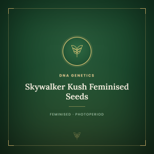 Skywalker Kush Feminised Seeds Skywalker Kush Feminised Seeds