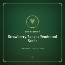 Strawberry Banana Feminised Seeds Strawberry Banana Feminised Seeds