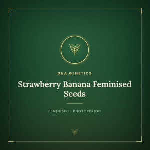 Strawberry Banana Feminised Seeds