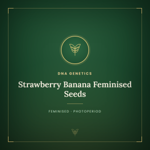 Strawberry Banana Feminised Seeds