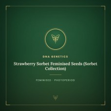 Strawberry Sorbet Feminised Seeds (Sorbet Collection) Strawberry Sorbet Feminised Seeds (Sorbet Collection)