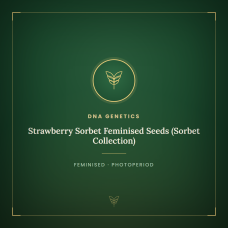 Strawberry Sorbet Feminised Seeds (Sorbet Collection) Strawberry Sorbet Feminised Seeds (Sorbet Collection)