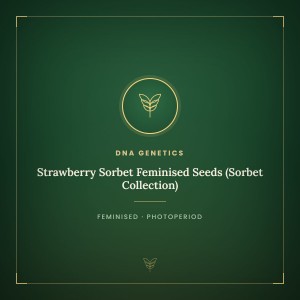 Strawberry Sorbet Feminised Seeds (Sorbet Collection)