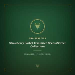 Strawberry Sorbet Feminised Seeds (Sorbet Collection) Strawberry Sorbet Feminised Seeds (Sorbet Collection)