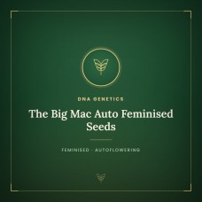 The Big Mac Auto Feminised Seeds The Big Mac Auto Feminised Seeds