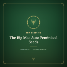 The Big Mac Auto Feminised Seeds The Big Mac Auto Feminised Seeds