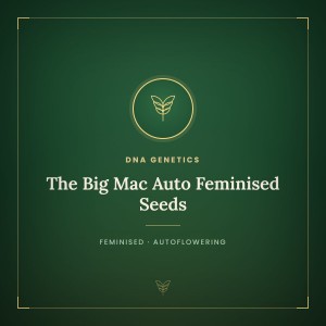 The Big Mac Auto Feminised Seeds