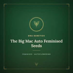The Big Mac Auto Feminised Seeds The Big Mac Auto Feminised Seeds