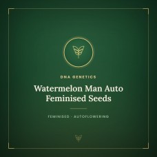Watermelon Man Auto Feminised Seeds Watermelon Man Auto Feminised Seeds