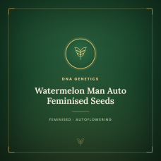 Watermelon Man Auto Feminised Seeds Watermelon Man Auto Feminised Seeds