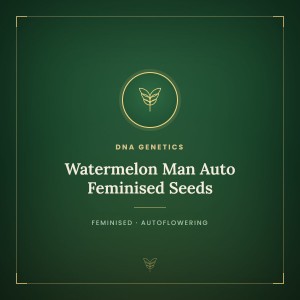 Watermelon Man Auto Feminised Seeds
