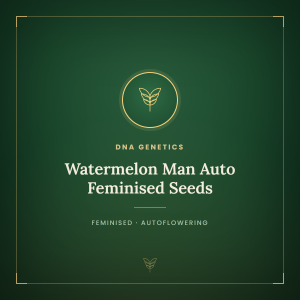 Watermelon Man Auto Feminised Seeds Watermelon Man Auto Feminised Seeds