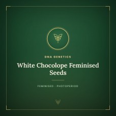 White Chocolope Feminised Seeds White Chocolope Feminised Seeds