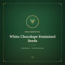 White Chocolope Feminised Seeds White Chocolope Feminised Seeds