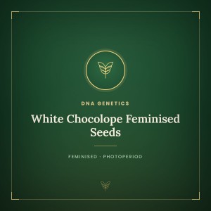 White Chocolope Feminised Seeds