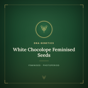White Chocolope Feminised Seeds White Chocolope Feminised Seeds