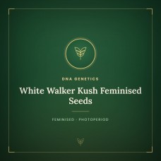 White Walker Kush Feminised Seeds White Walker Kush Feminised Seeds
