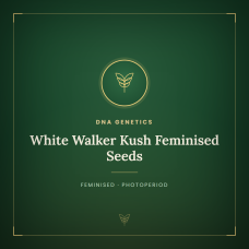 White Walker Kush Feminised Seeds White Walker Kush Feminised Seeds