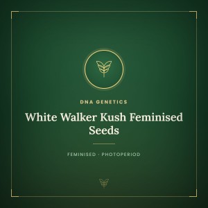 White Walker Kush Feminised Seeds White Walker Kush Feminised Seeds