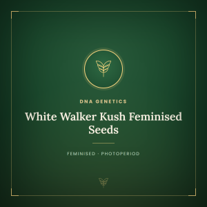 White Walker Kush Feminised Seeds