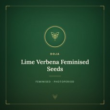 Lime Verbena Feminised Seeds