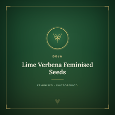 Lime Verbena Feminised Seeds Lime Verbena Feminised Seeds