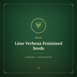 Lime Verbena Feminised Seeds