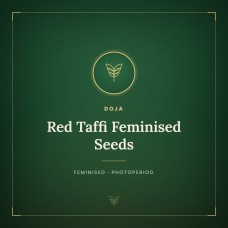 Red Taffi Feminised Seeds Red Taffi Feminised Seeds