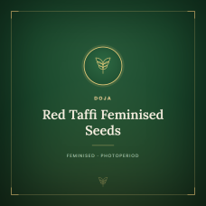 Red Taffi Feminised Seeds Red Taffi Feminised Seeds