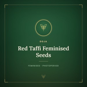 Red Taffi Feminised Seeds Red Taffi Feminised Seeds