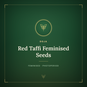 Red Taffi Feminised Seeds Red Taffi Feminised Seeds