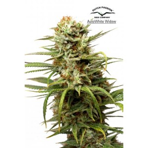 White Widow Auto Feminised Seeds White Widow Auto Feminised Seeds