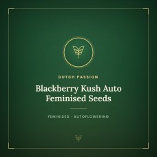 Blackberry Kush Auto Feminised Seeds Blackberry Kush Auto Feminised Seeds