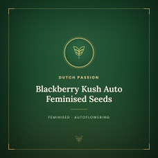 Blackberry Kush Auto Feminised Seeds Blackberry Kush Auto Feminised Seeds