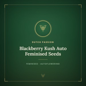 Blackberry Kush Auto Feminised Seeds Blackberry Kush Auto Feminised Seeds