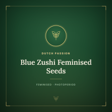 Blue Zushi Feminised Seeds Blue Zushi Feminised Seeds