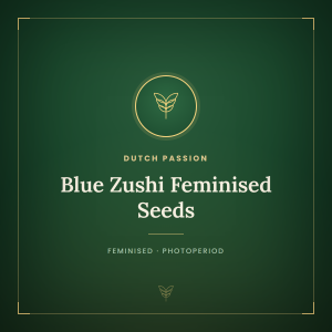 Blue Zushi Feminised Seeds Blue Zushi Feminised Seeds