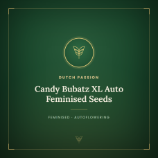 Candy Bubatz XL Auto Feminised Seeds Candy Bubatz XL Auto Feminised Seeds