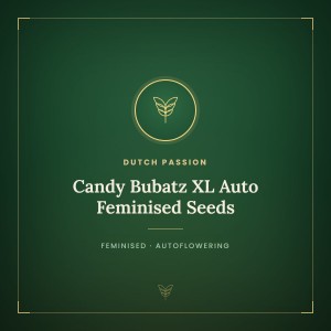 Candy Bubatz XL Auto Feminised Seeds Candy Bubatz XL Auto Feminised Seeds
