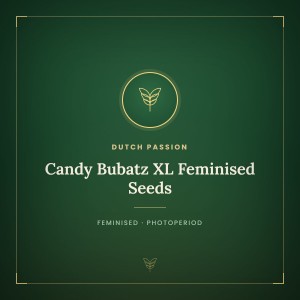 Candy Bubatz XL Feminised Seeds Candy Bubatz XL Feminised Seeds