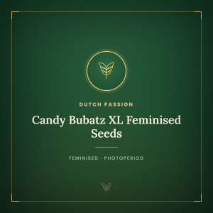 Candy Bubatz XL Feminised Seeds Candy Bubatz XL Feminised Seeds