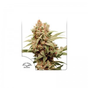 CBG-Force Feminised Seeds CBG-Force Feminised Seeds